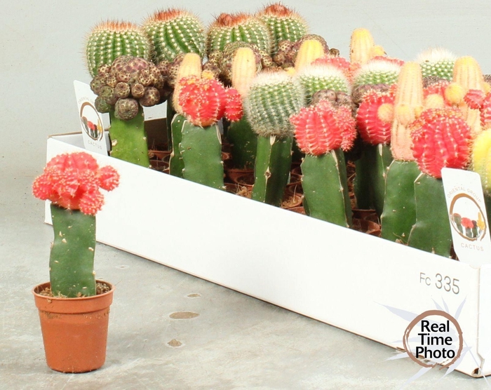 <h4>CACTUS GEM</h4>