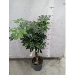 Schefflera arbor. 'Compacta'