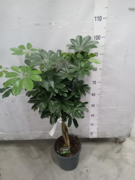 <h4>Schefflera arbor. 'Compacta'</h4>