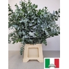 EUC CINEREA PB