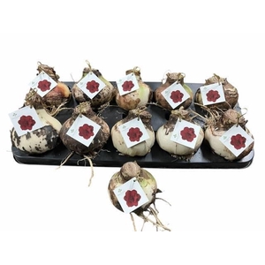 BLOEMBOL HIPPEASTRUM