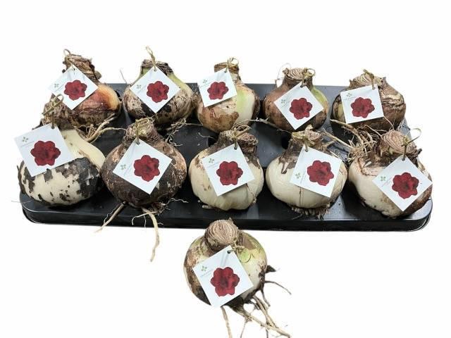 <h4>BLOEMBOL HIPPEASTRUM</h4>