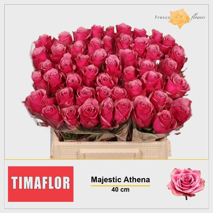 <h4>R GR MAJESTIC ATHENA</h4>