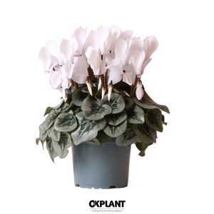 Cyclamen Rembrandt white