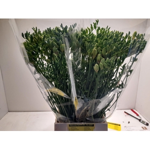 Freesia enk Diamond River