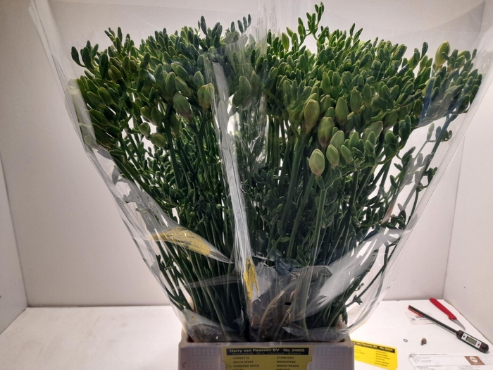 <h4>Freesia enk Diamond River</h4>