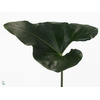 Anthurium Arrow Leaf MDK