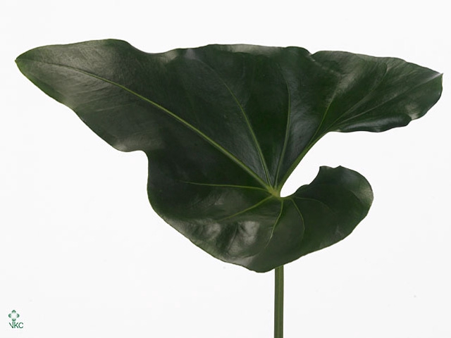 Anthurium Arrow Leaf MDK