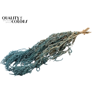 Hang Amaranthus ±70cm p/bunch Light Blue