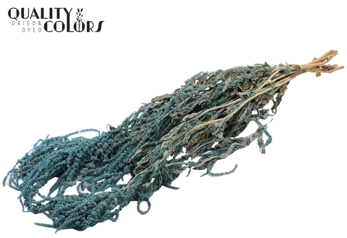 Hang Amaranthus ±70cm p/bunch Light Blue