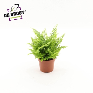 Nephrolepis exaltata Vitale