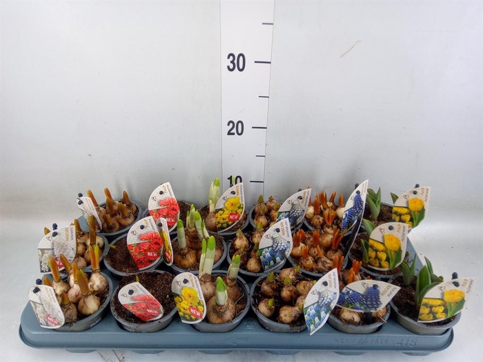 <h4>Bolbloemen   ...mix</h4>