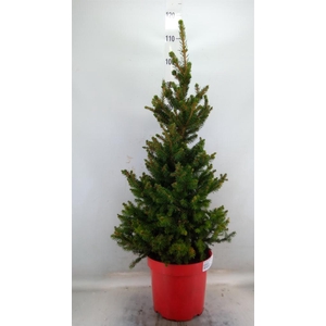 Picea abies 'Will's Zwerg'