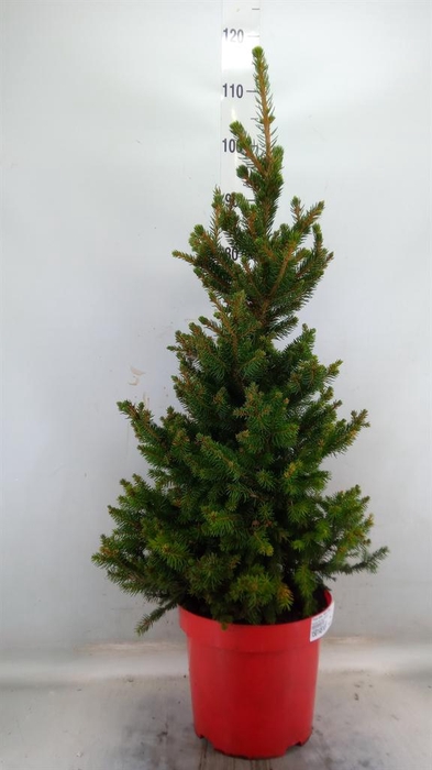 <h4>Picea abies 'Will's Zwerg'</h4>