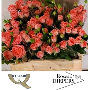 R Tr Femke Diepers
