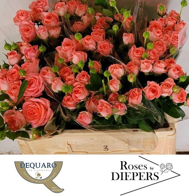 <h4>R Tr Femke Diepers</h4>