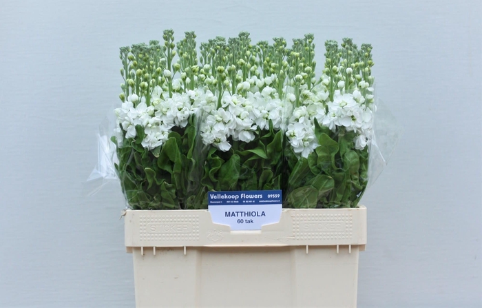 <h4>MATTH AIDA WHITE</h4>