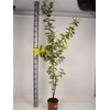 MIMOSA PUDICA