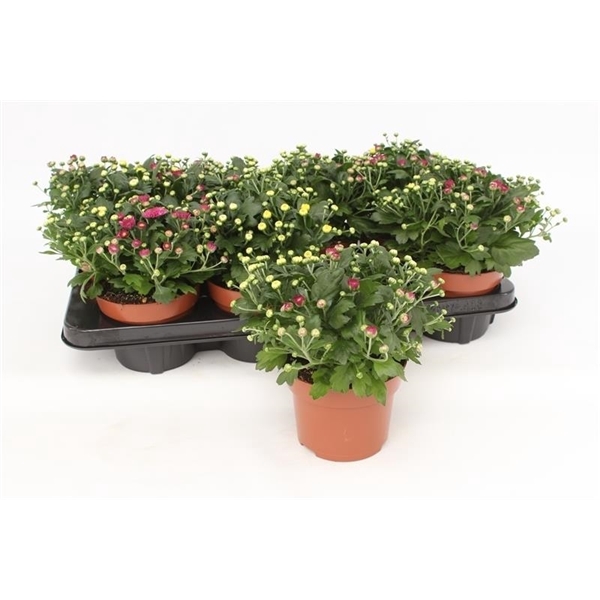 <h4>Chrysanthemum Gardenmum Rosanna</h4>