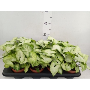 Syngonium  'White Butterfly'