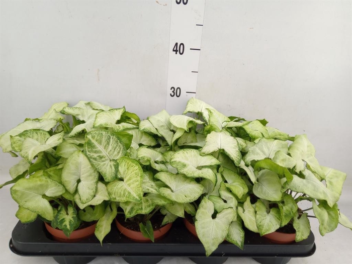 <h4>Syngonium  'White Butterfly'</h4>