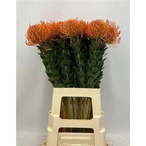 Leuco Ayoba Man Zest