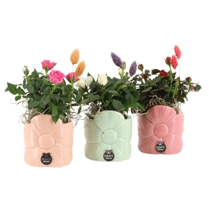 21866: Lovess arrangement