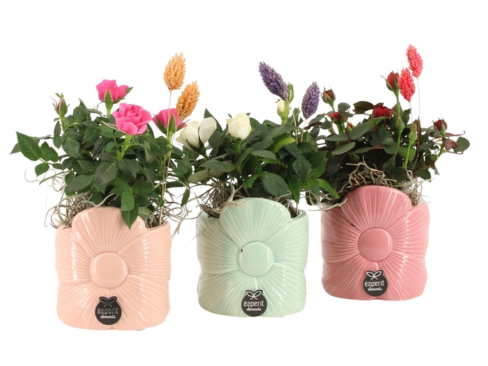 <h4>21866: Lovess arrangement</h4>