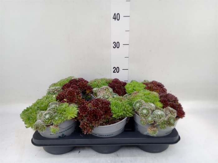 <h4>Sempervivum   ...</h4>