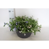 Schaal 26 Mix 12 Lobelia Trio