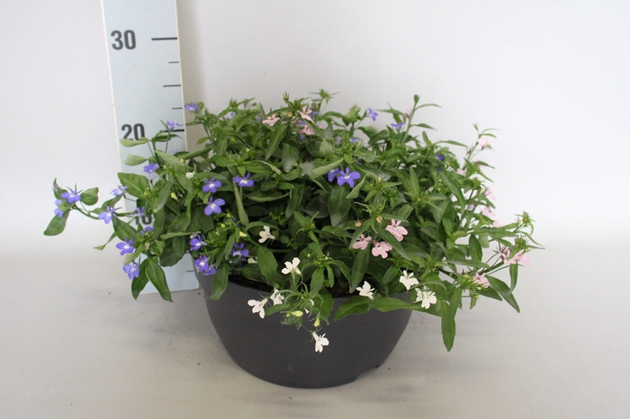 Schaal 26 Mix 12 Lobelia Trio