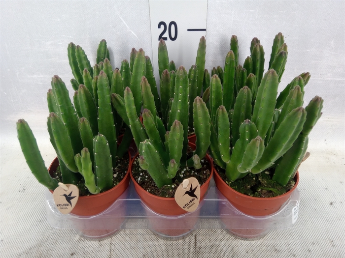 Stapelia leendertziae