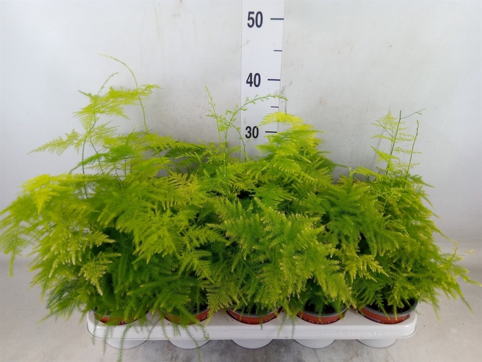 <h4>Asparagus setaceus</h4>