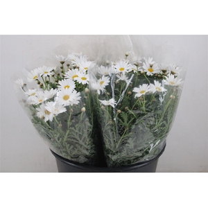 Margriet White Extra P Stem