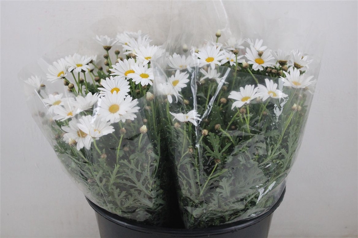 Margriet White Extra P Stem