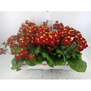 Calceolaria  'Calynopsis Yellow Re'