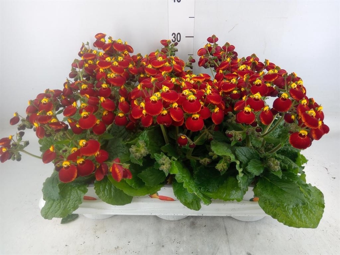 <h4>Calceolaria  'Calynopsis Yellow Re'</h4>