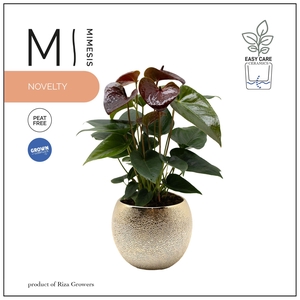 Mimesis Anthurium KARMA Essencia - 12cm Bubbly Gold