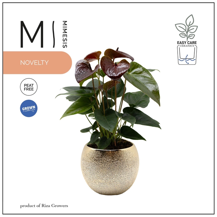 <h4>Mimesis Anthurium KARMA Essencia - 12cm Bubbly Gold</h4>