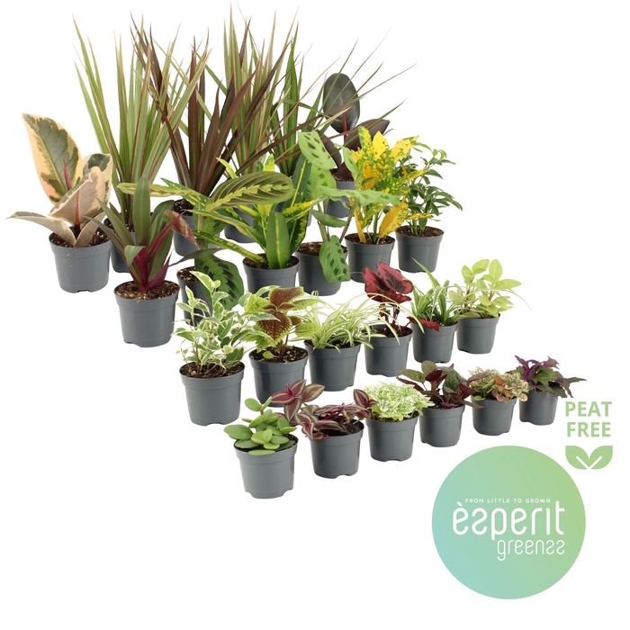 <h4>Groenmix Greenss 20-24 Srt.</h4>