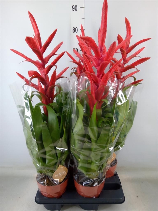 <h4>Tillandsia  'Naomi'</h4>