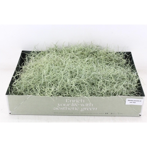 arr3 CP - Usneoides x6