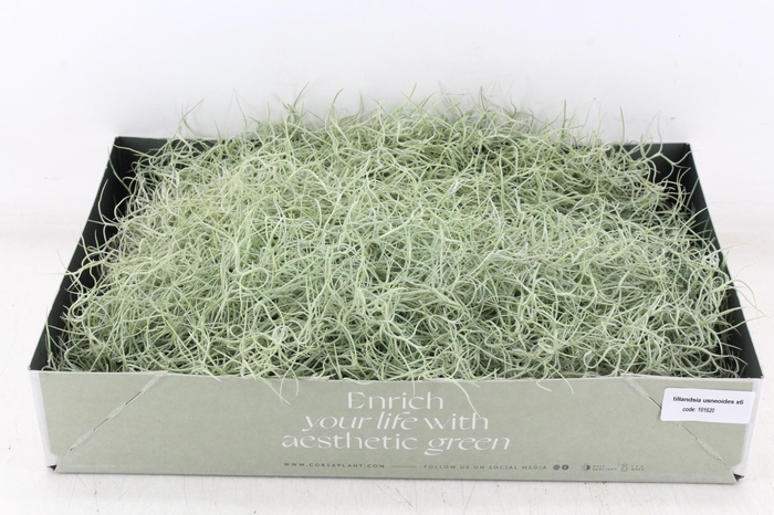 <h4>arr3 CP - Usneoides x6</h4>