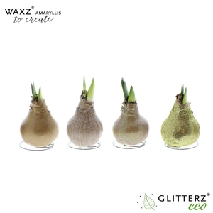 Amaryllis Waxz® to Create Gold