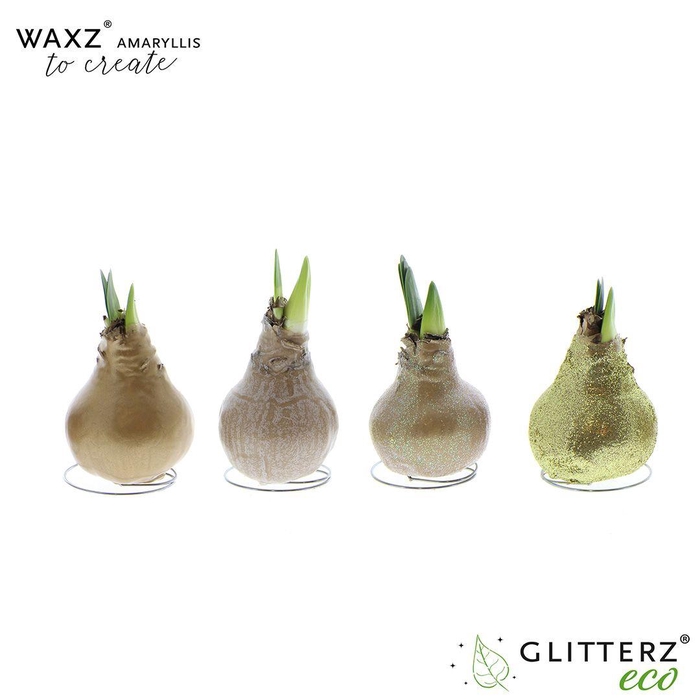 <h4>Amaryllis Waxz® to Create Gold</h4>