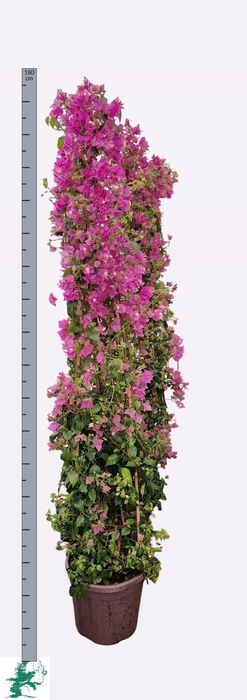 <h4>BOUGAINV ALEXANDRA</h4>