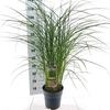 Miscanthus sinensis Red Cloud