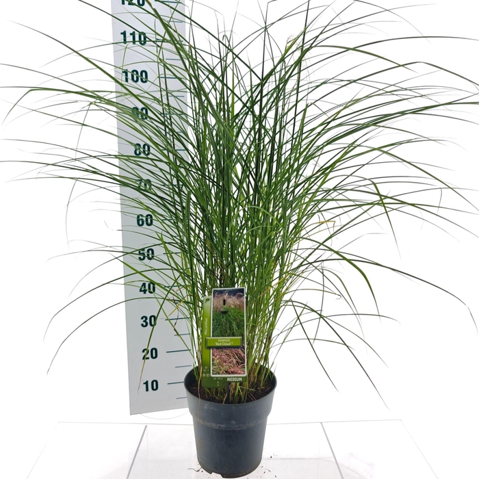 Miscanthus sinensis Red Cloud