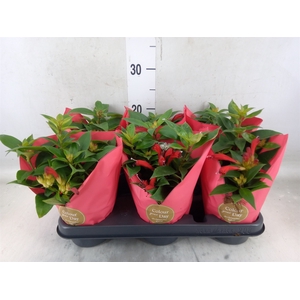 Aeschynanthus   ...