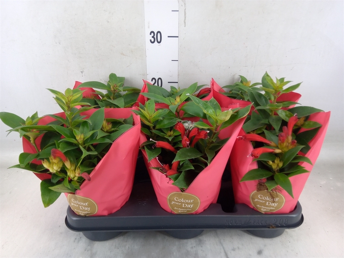 <h4>Aeschynanthus   ...</h4>